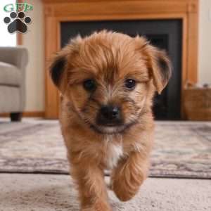 Ace, Morkie / Yorktese Puppy